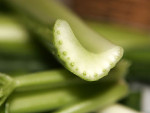 Bildo de celerio