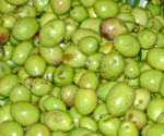 Bildo de olivo